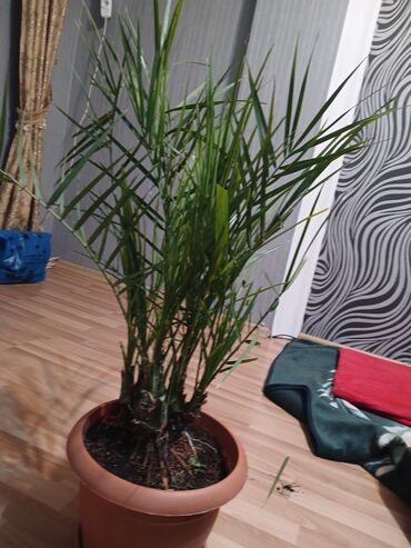 bambuk agaci satilir: Cox gözel xurma agacıdı bakı iqilimine yarayır qablı ekirsen tutur cox