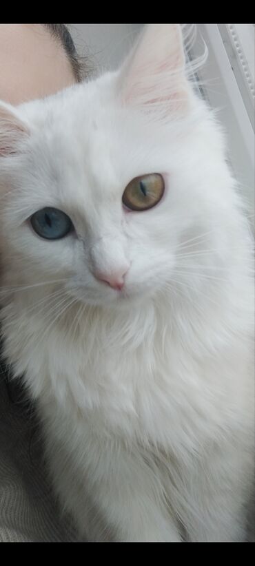 кормящая кошка: Серафина 😺 кошка 1,5 года ласковая приучина к лотку, с разнацветными