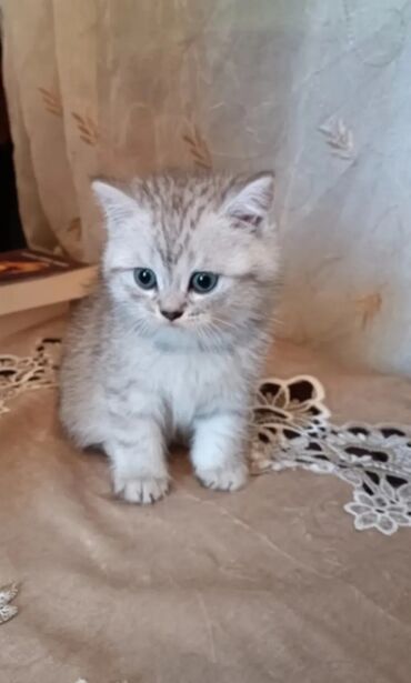Qızıl şinşilla, Dişi, Yaxşı əllərə, Ünvandan götürmə, Ödənişli çatdırılma