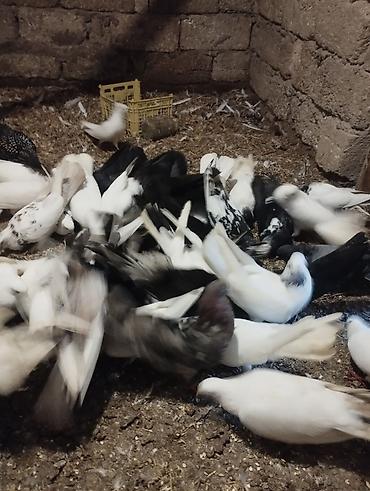 pekines ağ: Ev göyərçinləri – müxtəlif rəng və naxışlarda sürü Məhsul təsviri: - — 4