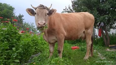 Животные: Продаю | Корова (самка) | Для молока | После отела