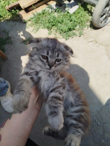 в связи с переездом отдам попугая жако в добрые руки: Экзотическая, 2 месяца, Девочка