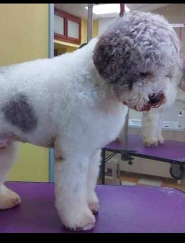 Psi: Prelepi štenci Lagoto Romanjolo dostupni za nove domove. Rođeni — 19