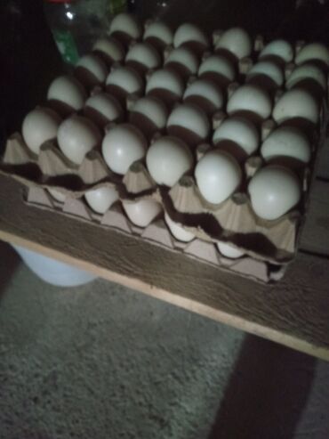 ördək satışı: Mayalı lal ördək yumurtası satılır sayı 60ədəddir 1ədədi 1manat