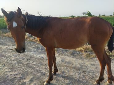 poni atlar v Azərbaycan | Kürklər: Bir yas 1-2ayliqdi dişi daycadi