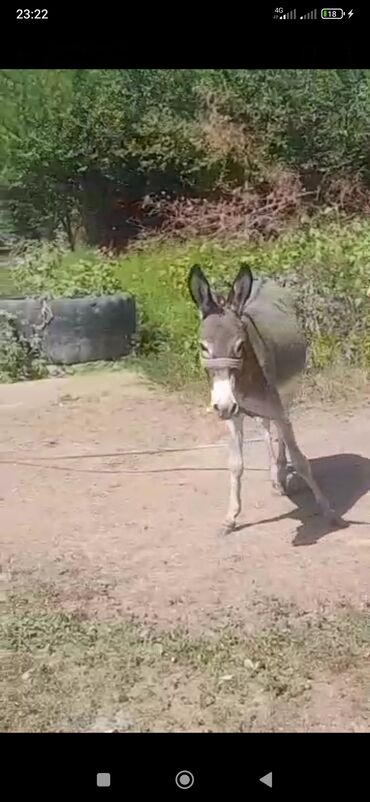 весы для животных: Ургачы эшек