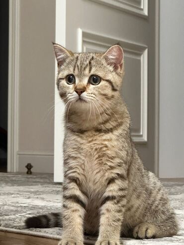Коты: В продаже котик (самка) 4 месяца Порода : веслоухий с бенгальским