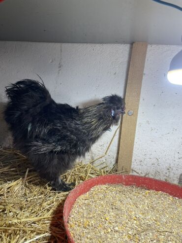 Toyuqlar: Toyuq, Damazlıq, Ünvandan götürmə — 2