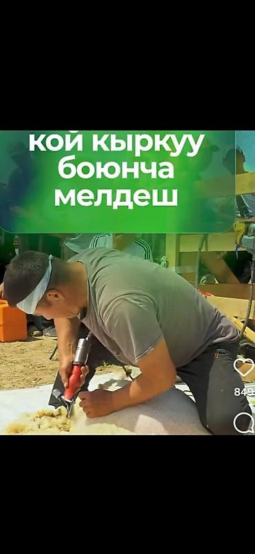 белый конь: Профессиональная стрижка овец - Услуга скоростной и аккуратной — 1