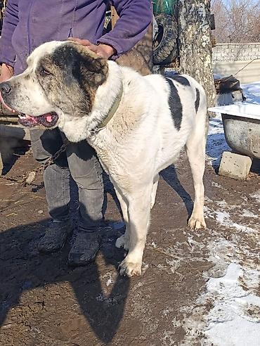 Вязка собак: Кабель возраст 4,5 года холка 94 супертяж чемпион Кыргызстана и — 5