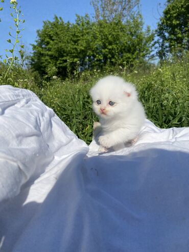 Коты: Продаются чистокровные шотландские котята Skottish fold и Skottish