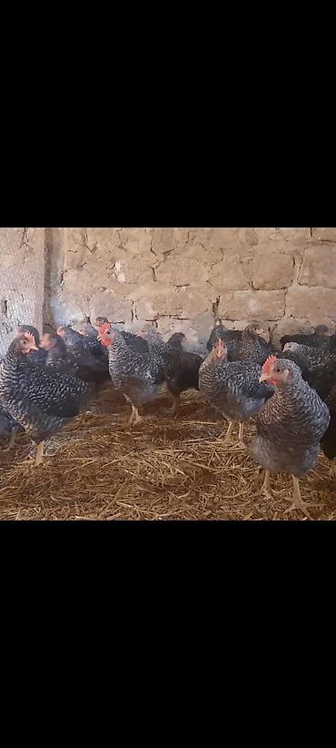 qarğa balası satılır: Toyuq cücələri, Damazlıq, Ünvandan götürmə — 2