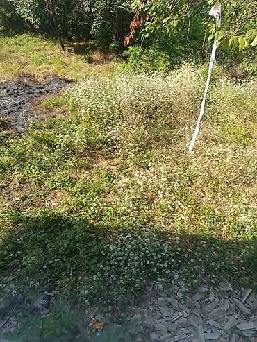 garden: Torpaq sahəsi – yaşıllıq və kol bitkiləri ilə - Təyinat: fərdi — 1