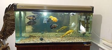 fish eye: Аквариум 360 литров заводской с тумбой в хорошем состоянии размер 70 — 4
