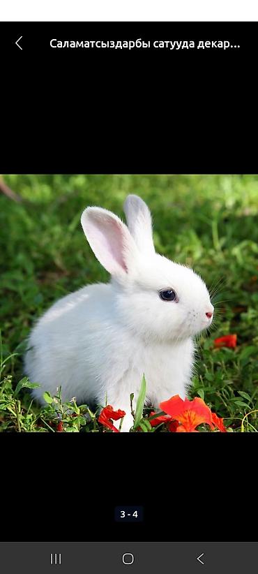 Декоративные кролики: Белые декоративные кролики - Окраc: полностью белый, у части малышей — 1