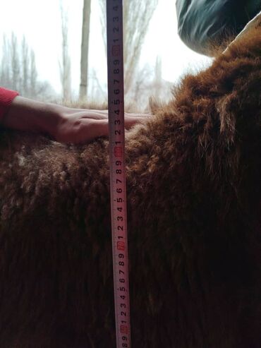 Бараны, овцы: Продаю | Овца (самка) | Арашан | Для разведения — 8