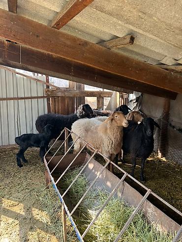 Баран, овца: Продаю | Овца (самка) | Для разведения | Матка — 4