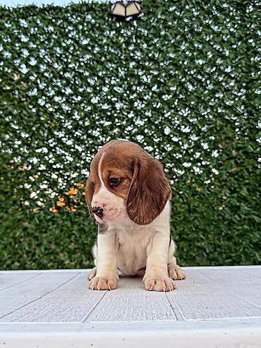 Psi: ŠTENCI BIGLA – The Lovely Dogs Pogledajte vrhunski kvalitet naših — 4