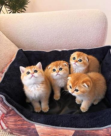 Кошки: Шотландская вислоухая — 1