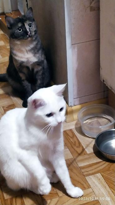 Продажа кошек: Красивые девочки . цветная и белая молодые кошки им скоро год.очень — 7