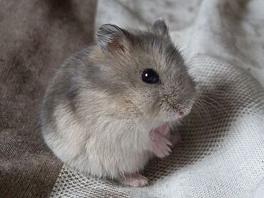 Грызуны: Hamster jungarik satilir, anadir 5 azn