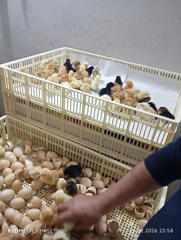 Digər quşlar: Her nov cuce satişi. xarkov çil 2m xarkov 1.50m atkas 3m avstroluq 3m — 20