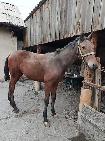 Продаю | Жеребец | Конный спорт at lalafo.kg Продаю | Жеребец | Конный спорт