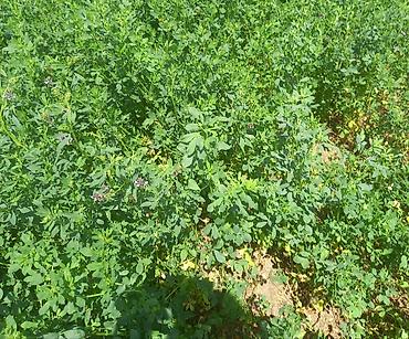 toyuq satisi: Hal hazirda Yonca (Medicago sativa) becerilib 3 hektar torpaq sahəsi — 4