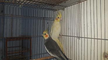 korella tutuquşu: Nimfa (cockatiel) cütləri – müxtəlif rəng mutasiyaları - Növ: Nimfa — 1