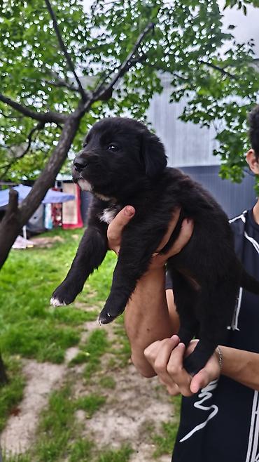 Продажа собак: Лабрадор-ретривер, 1 месяц, Самец — 2
