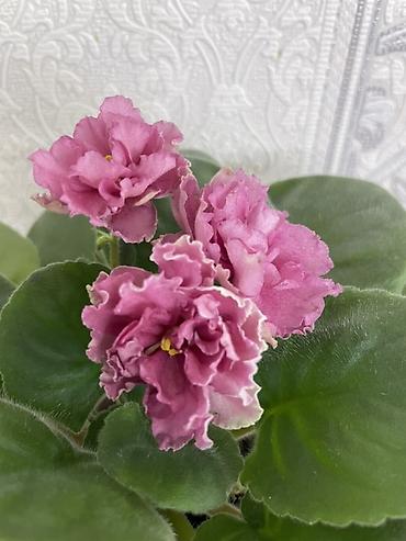 Фиалки и глоксинии: Продам! 1 Детки стандартных сортовых фиалочек. Цена за детку от 80 — 19