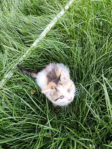кошка породистые: Котята домашние, игривые и контактные. Описание: - Возраст примерно — 4