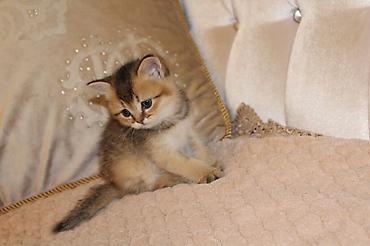 Pişiklər: Britan, Erkək, Dişi — 10