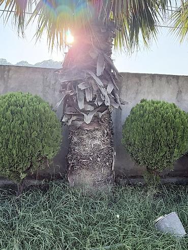 paulownia ağacı: Məhsul: 5 Dekorativ palma ağacları (fan tipli yarpaqlı, Washingtonia — 7