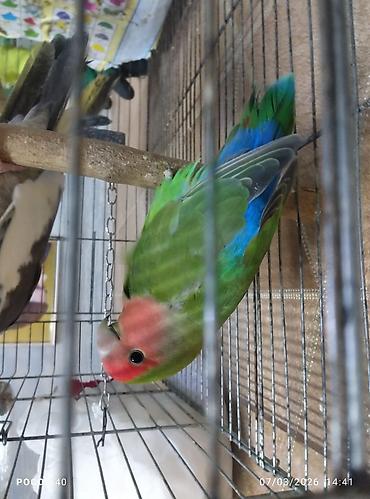 Qəfəslər: Qəfəslər quslar qəfəslər 20-30 Azn valnist quslar 12-14-15 Azn korella — 4