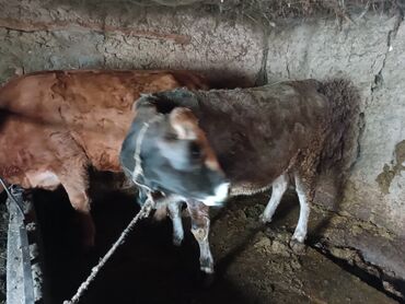 Коровы, быки: Продаю | Корова (самка) | Для молока | Привязанные at lalafo.kg — 7 Коровы, быки: Продаю | Корова (самка) | Для молока | Привязанные — 7