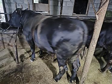 продам кента: Продаю | Бык (самец) | Ангус | На откорм | Привязанные — 6