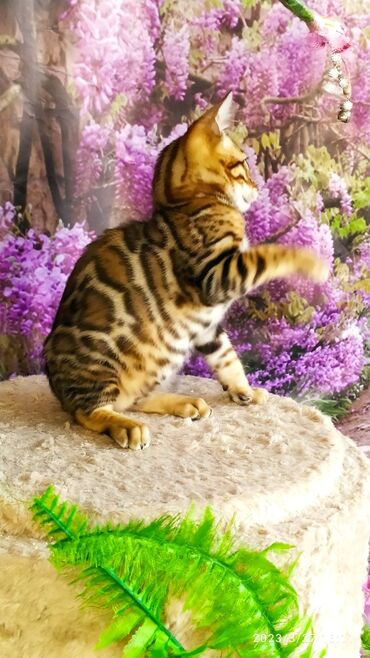 Продажа кошек: Друзья!! Проф питомник Бен Гла Мур Предлагает Шикарных элитных — 19