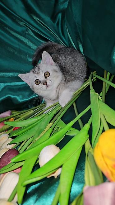 Кошки: Британская, Самка, Самец, В добрые руки, Платная доставка, Самовывоз, Доставка в районы — 2