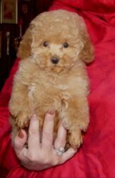 сколько стоит хаски в сомах: Пудель, 1 айлык, Эркек, Ит тегин тастыктоочу документ