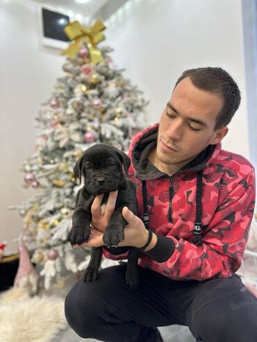 Dogs: Presa canario stenci vrhunskog kvaliteta i porekla na prodaju