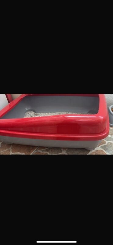 Pişiklər: Şotland yastı qulaq, Erkək, Yaxşı əllərə — 10