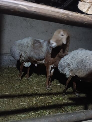 мяса для собак: На продажу овцы и ягнята мясо- и молочного направления. Описание: -