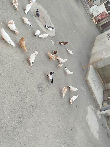 goyərcin yuvalari: Təcili satılır 23 quş 140 manat gəncə — 8