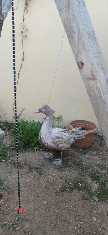quş yuva: Məhsul: Moskovi ördəkləri (iki baş) Xüsusiyyətlər:1 krasnadar erkey