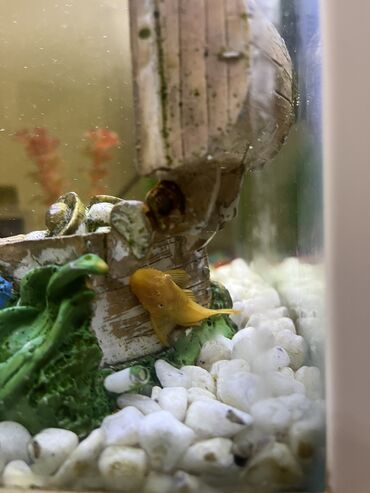 Akvariumlar: Akvaryum komplekti İçində 2 ədəd pilesos balıqla birlikdə satılır — 10