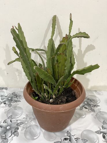 Otaq bitkiləri: Dibçək gülləri Çoxlu növdə dipcək gülləri var. Çatdırılma var — 2