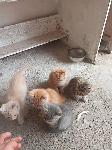 Котята, помёт от домашней кошки (на фото мама рядом). Возраст примерно