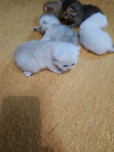 Pişiklər: Britan — 3