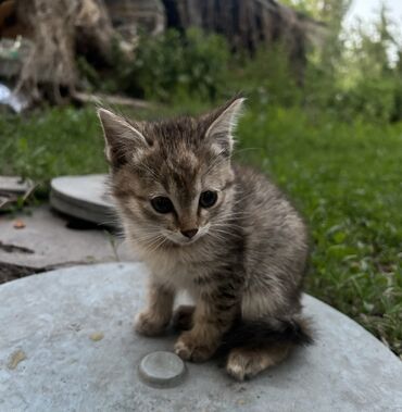 Кошки: Кошка даром: Беспородная, 1 месяц, Девочка
